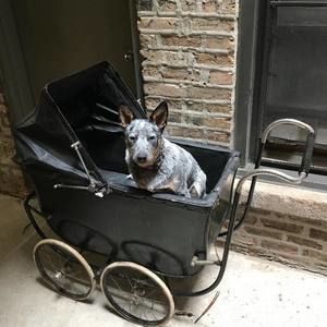 Meet your Posher, Shelley